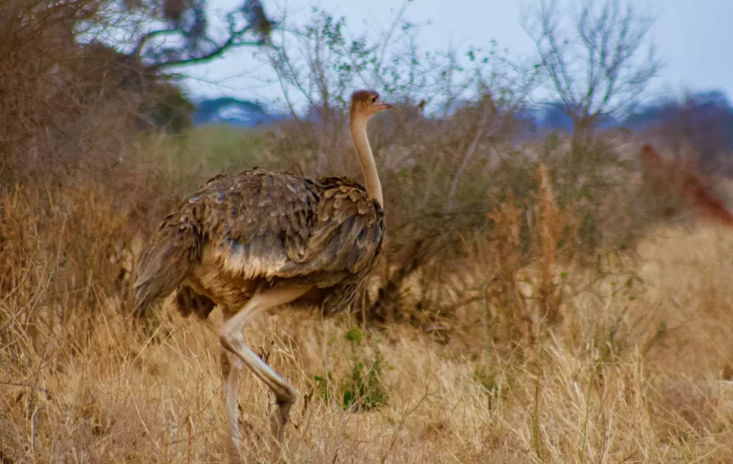 3 Days Fly-In, Fly-Out Mid-Range Safari from Zanzibar to Serengeti