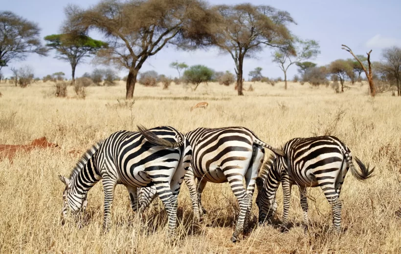 4-Day Tanzania Fly-In Safari – Serengeti & Ngorongoro