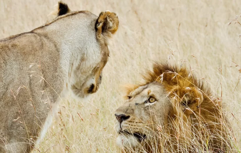 Tanzania Honeymoon Safari – 12 Days of Romance, Adventure & Relaxation